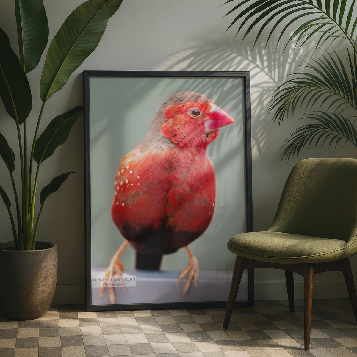 Red Avadavat Bird Poster, Exotic Finch Photography Print, Crimson Bird Wall Art