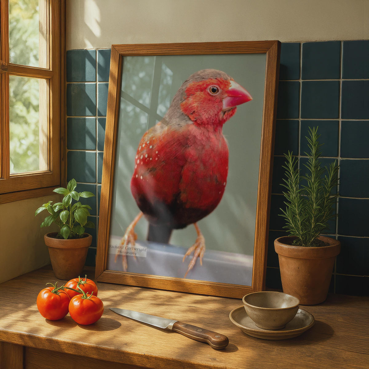 Red Avadavat Bird Poster, Exotic Finch Photography Print, Crimson Bird Wall Art