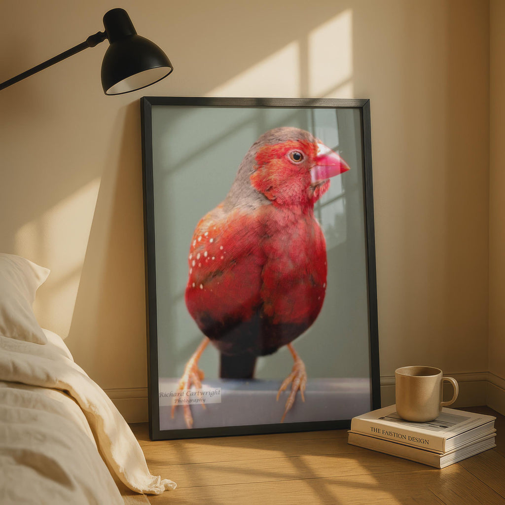 Red Avadavat Bird Poster, Exotic Finch Photography Print, Crimson Bird Wall Art