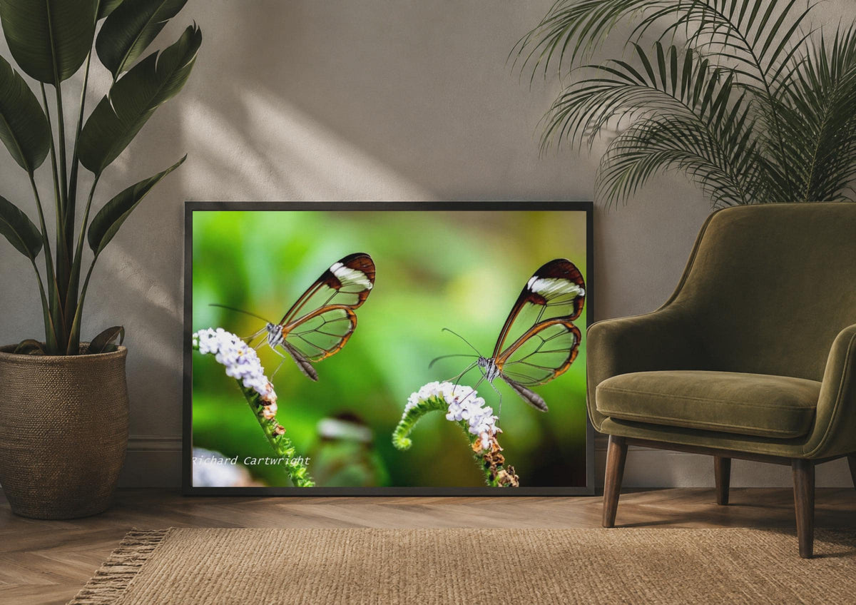 Glasswing Butterfly Poster, Transparent Wings Nature Photography, Green Botanical Wall Art