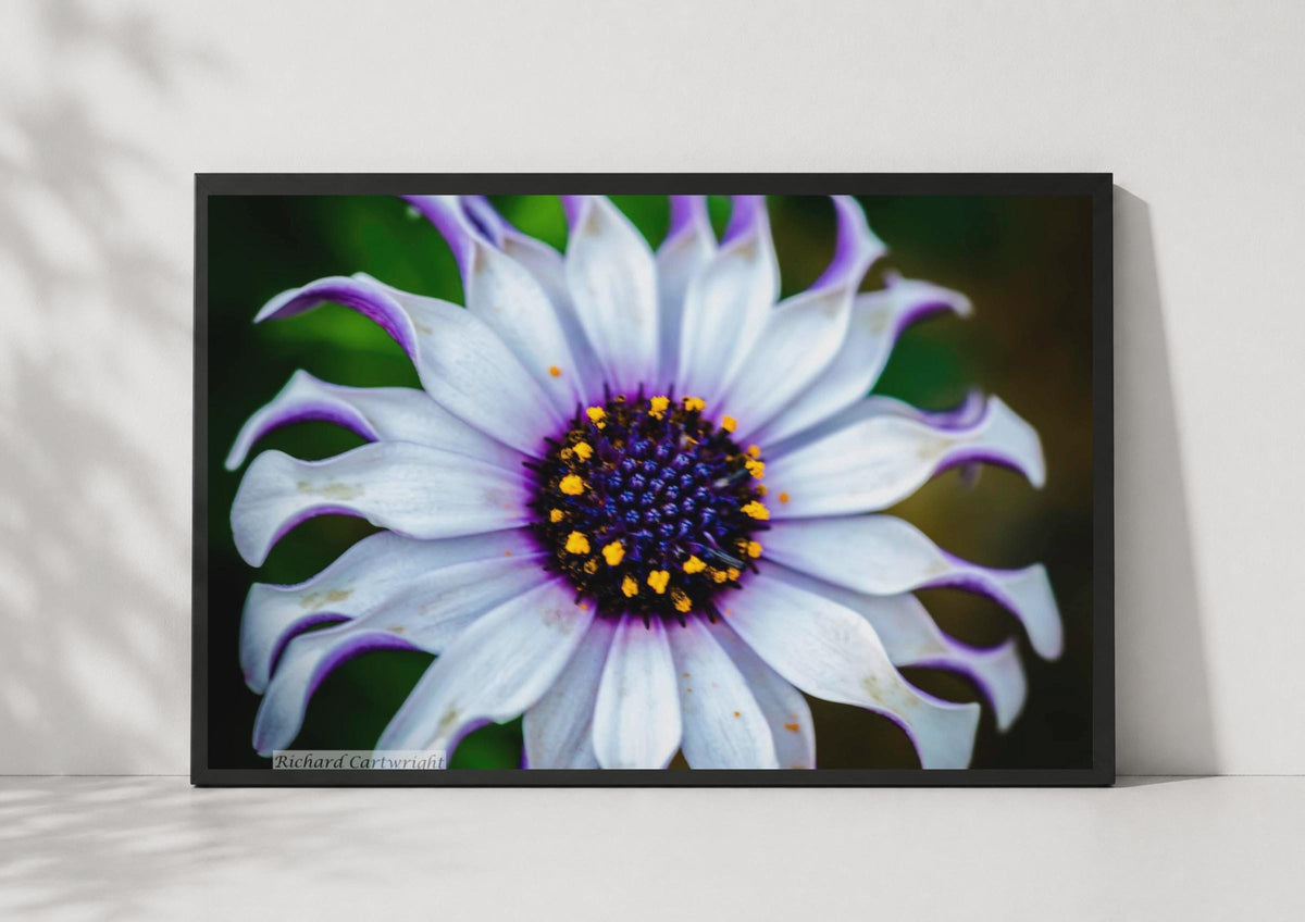 Purple Daisy Flower Poster, Macro Floral Photography, White Botanical Wall Art Print