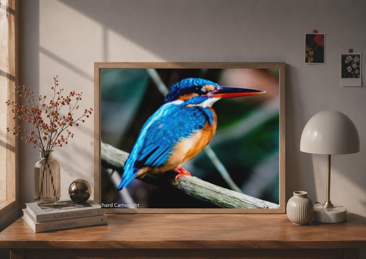 Kingfisher Photography Poster, Blue Orange Bird Wall Art, Wildlife Nature Print
