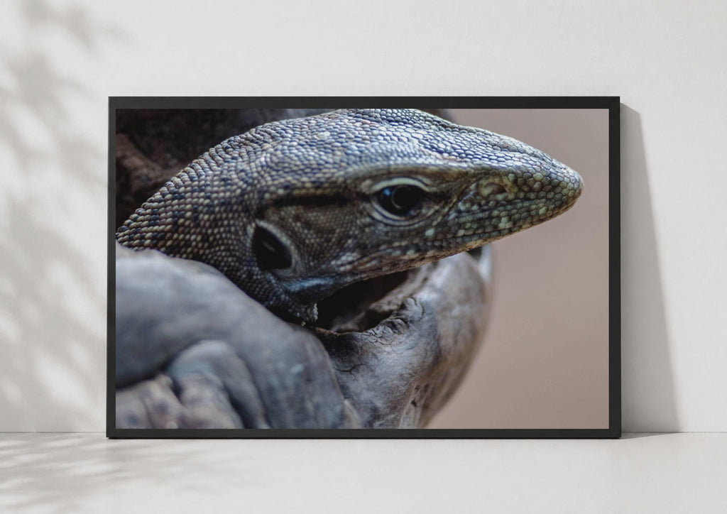 Monitor Lizard Close Up Poster, Reptile Wildlife Photography Print, Grey Wall Art