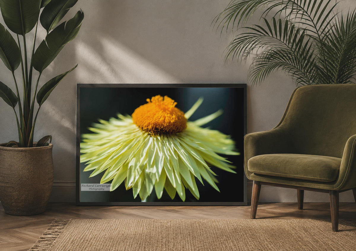 Yellow Flower Close Up Poster, Macro Floral Photography, Orange Centre Wall Art Print
