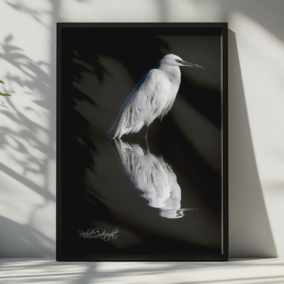 White Egret Reflection Poster, Bird Shadow Wildlife Photography, Black Water Wall Art