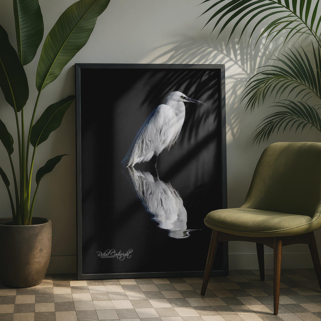 White Egret Reflection Poster, Bird Shadow Wildlife Photography, Black Water Wall Art