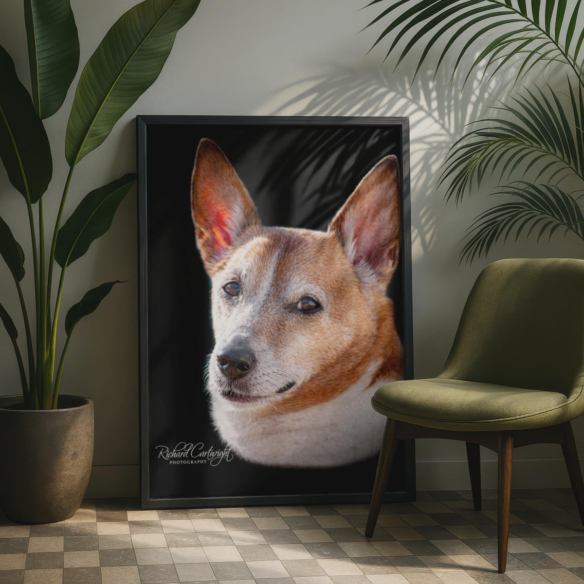 Jack Russell Terrier Dog Portrait Poster, Brown White Dog Wall Art, Pet Photography Print