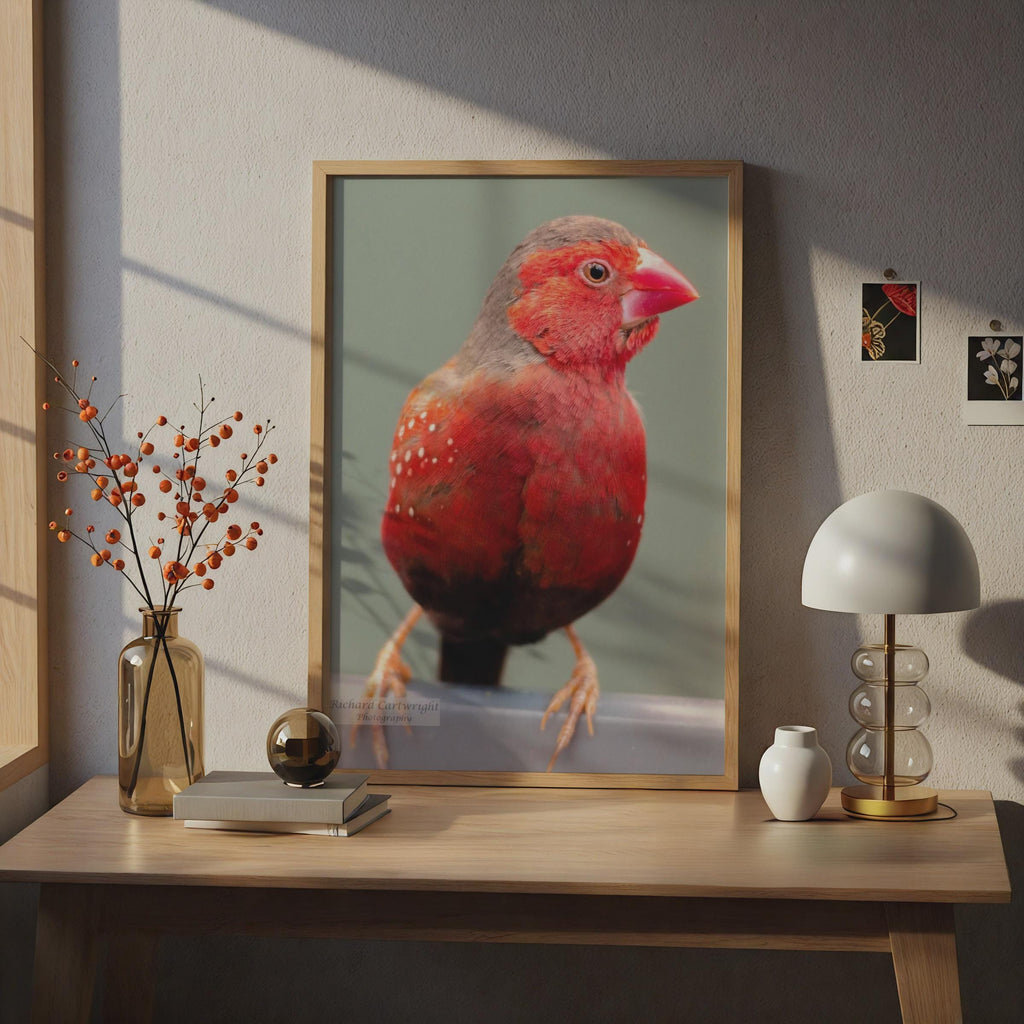 Red Avadavat Bird Poster, Exotic Finch Photography Print, Crimson Bird Wall Art