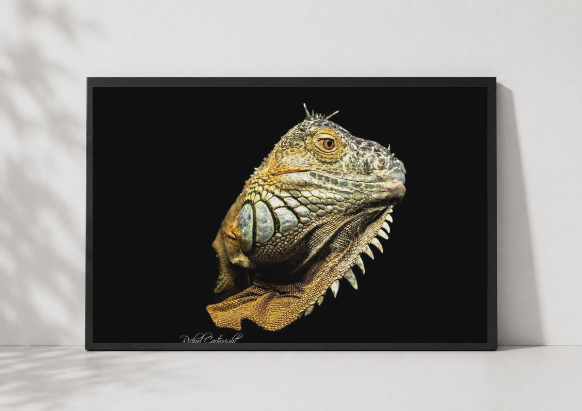 Iguana Portrait Poster, Reptile Wall Art, Dark Background Wildlife Photo Print
