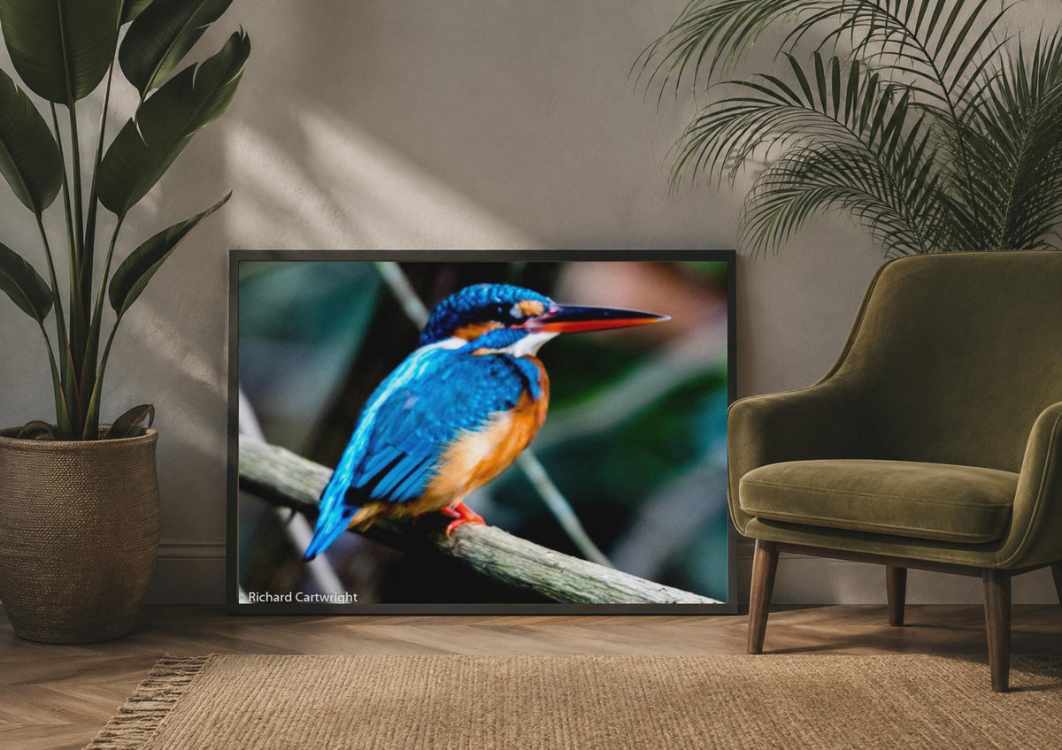 Kingfisher Photography Poster, Blue Orange Bird Wall Art, Wildlife Nature Print
