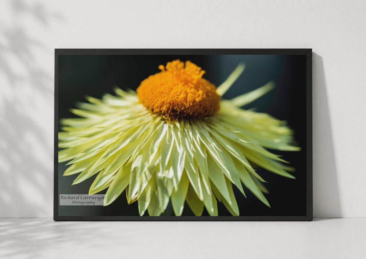 Yellow Flower Close Up Poster, Macro Floral Photography, Orange Centre Wall Art Print