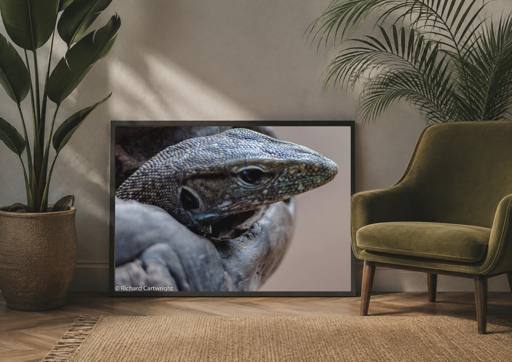Monitor Lizard Close Up Poster, Reptile Wildlife Photography Print, Grey Wall Art