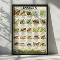 Insects Educational Poster, 25 Specimens, Latin Names, Nature Wall Art (Print)