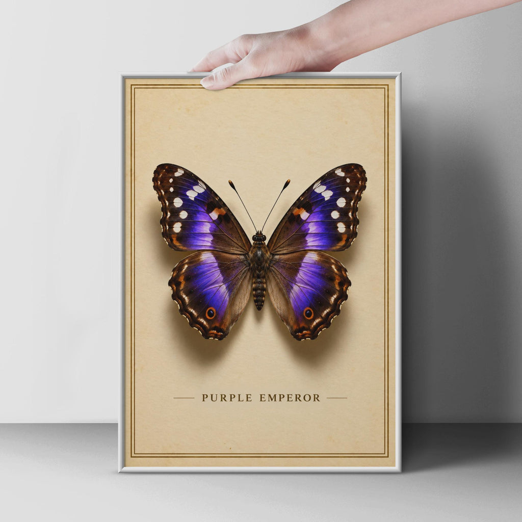 Purple Emperor Butterfly Poster, Victorian Entomology Print, British Wildlife Decor