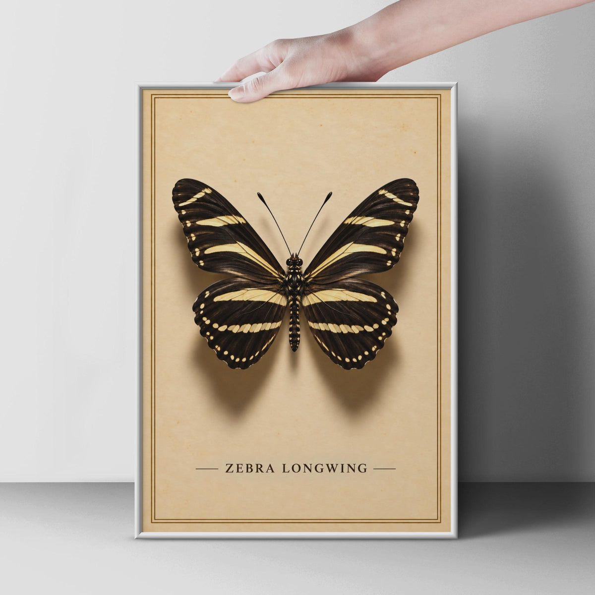 Zebra Longwing Butterfly Poster, Vintage Entomology Wall Art, Black Gold Nature Print (Physical Print)