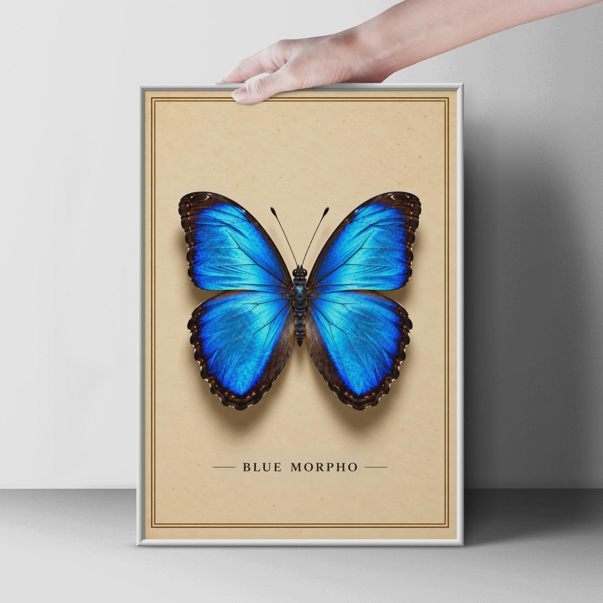 Blue Morpho Butterfly Poster, Vintage Entomology Art, Victorian Specimen Print (Physical Print)
